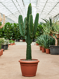 Photogenic Cowboy Cactus Euphorbia ingens (110-150) Indoor House Plants