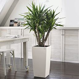 LECHUZA CUBICO Color Square Tall Poly Resin Self-watering Planter