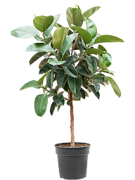 Lush Rubber Plant Ficus elastica 'Robusta' Indoor House Plants