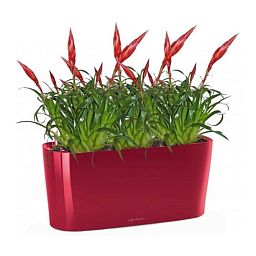 Blooming Vriesea Bird in LECHUZA DELTA Self-watering Planter, Total Height 50 cm