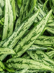 Showy Chinese Evergreen Aglaonema 'Cutlass' Chinese Evergreen Indoor House Plants