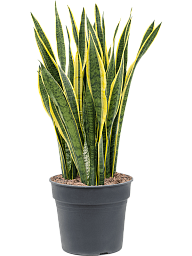 Elegant Snake Plant Sansevieria trifasciata 'Laurentii' Indoor House Plants