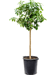 Cheerful Citrus pompelmo 'Grapefruit' Indoor House Plants