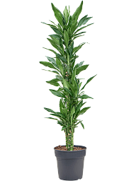 Vibrant Corn Plant Dracaena fragrans 'Burundii' Tall Indoor House Plants Trees