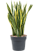 Elegant Snake Plant Sansevieria trifasciata 'Laurentii' Indoor House Plants