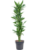 Vibrant Corn Plant Dracaena fragrans 'Burundii' Tall Indoor House Plants Trees