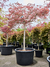Acer pal. diss 'Ornatum'