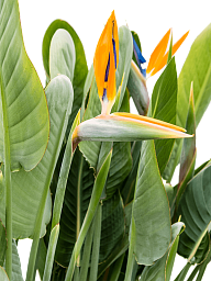 Tropical Bird of Paradise White Strelitzia reginae Indoor House Plants