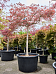 Acer pal. diss 'Ornatum'