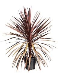 Photogenic Ti Plant Cordyline australis 'Red Star' Indoor House Plants