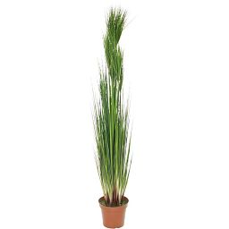ONION GRASS Artificial Grass Plant
