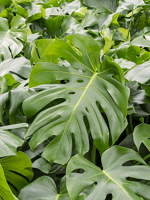 Shade-loving Swiss Cheese Plant Monstera deliciosa Indoor House Plants
