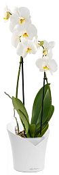 Blooming Phalaenopsis Orchid in LECHUZA ORCHIDEA Self-watering Planter, Total Height 65 cm
