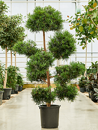 Lush Kusamaki Podocarpus macrophyllus Indoor House Plants
