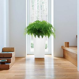 LECHUZA CUBICO Color Square Tall Poly Resin Self-watering Planter