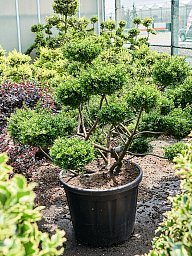 Cute Japanese Holly Ilex crenata 'Glorie Gem' Outdoor Plants