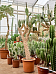 Opuntia quitensis