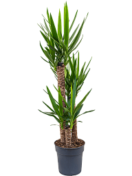 Insta-friendly Spineless Yucca elephantipes Tall Indoor House Plants Trees