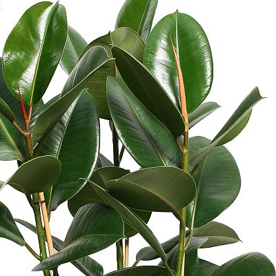 Lush Rubber Plant Ficus elastica 'Robusta' Indoor House Plants