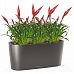 Blooming Vriesea Bird in LECHUZA DELTA Self-watering Planter, Total Height 50 cm