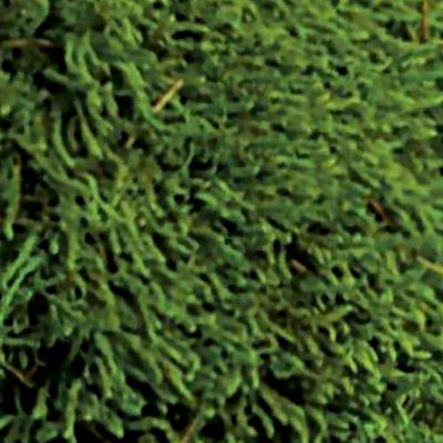 PREMIUM Flat Moss Artificial Moss Plant