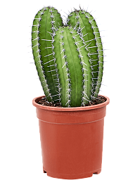 Easy-Care Polaskia chichipe Indoor House Plants