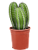 Easy-Care Polaskia chichipe (110-150) Indoor House Plants
