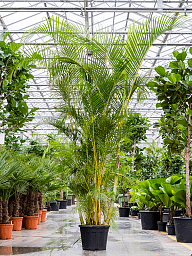 Lush Areca Palm Dypsis (Areca) lutescens Indoor House Plants