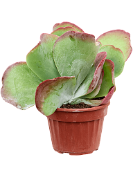Colorful Paddle Plant Kalanchoë thyrsiflora Indoor House Plants