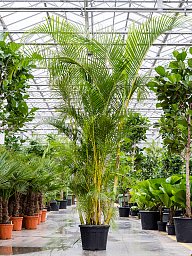 Lush Areca Palm Dypsis (Areca) lutescens Indoor House Plants
