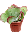 Colorful Paddle Plant Kalanchoë thyrsiflora Indoor House Plants