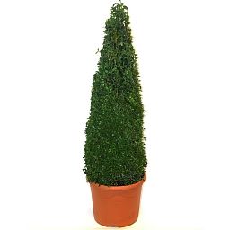 Lush Bay Tree pyramid (Laurus nobilis)