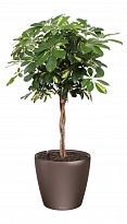 Potted House Plant Schefflera Arboricola Gold Capella in LECHUZA CLASS...