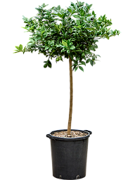 Citrus aurantifolia 'Limequat'