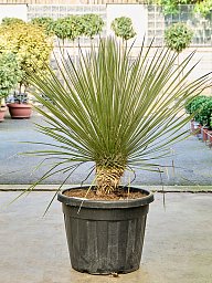 Yucca elata (110-140)