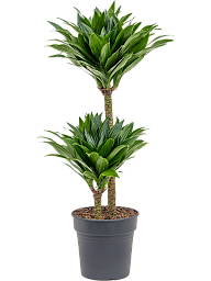 Easy-Care Corn Plant Dracaena fragrans 'Compacta' Indoor House Plants