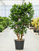 Easy-Care Dragon Tree Pleomele (Dracaena) reflexa Tall Indoor House Plants Trees