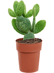 Easy-Care Bunny Ears Opuntia inamoena Indoor House Plants