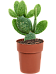 Easy-Care Bunny Ears Opuntia inamoena Indoor House Plants