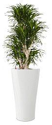 Dracaena Reflexa Anita in LECHUZA DELTA Self-watering Planter, Total Height 180 cm