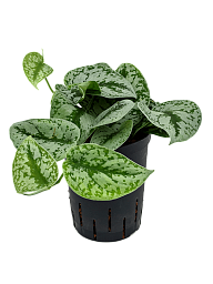 Shade-loving Satin Pothos Scindapsus pictus 'Trebie' Indoor House Plants