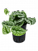 Shade-loving Satin Pothos Scindapsus pictus 'Trebie' Indoor House Plants
