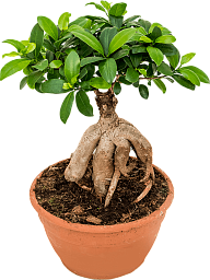 Cute Chinese Banyan Ficus microcarpa 'Ginseng' Indoor House Plants