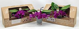 Phalaenopsis Table Orchid