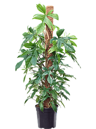Lush Heart-Leaf Philodendron 'Florida Beauty' Indoor House Plants