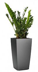 Zamioculcas Zamiifolia in LECHUZA CUBICO Self-watering Planter, Total Height 125 cm