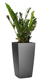 Zamioculcas Zamiifolia in LECHUZA CUBICO Self-watering Planter, Total Height 125 cm