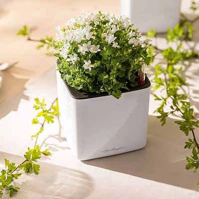 LECHUZA CUBE Glossy Cat Square Poly Resin Indoor Self-watering Planter