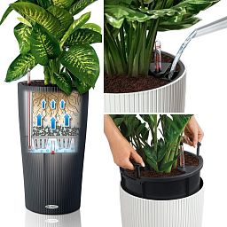 Citrofortunella Calamondine in LECHUZA CILINDRO Self-watering Planter, Total Height 105 cm
