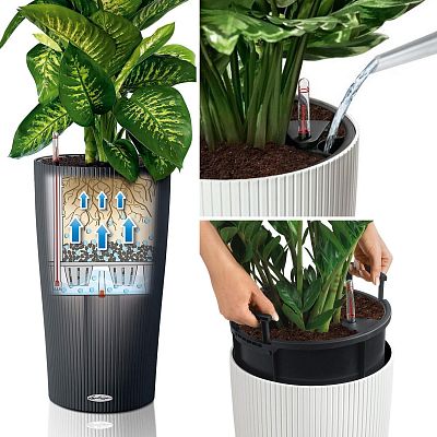 Chrysalidocarpus in LECHUZA CILINDRO Self-watering Planter, Total Height 150 cm